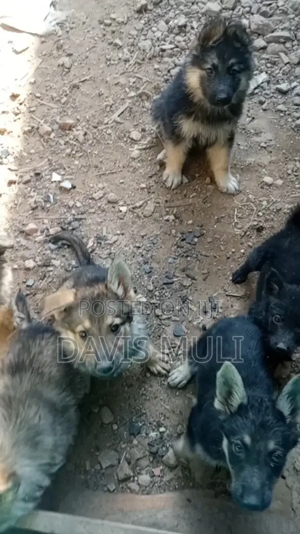 1-3 months Female Mixed Breed German Shepherd