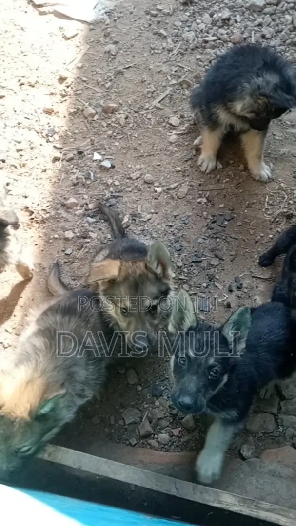 1-3 months Female Mixed Breed German Shepherd