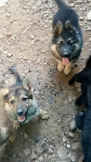 1-3 months Female Mixed Breed German Shepherd