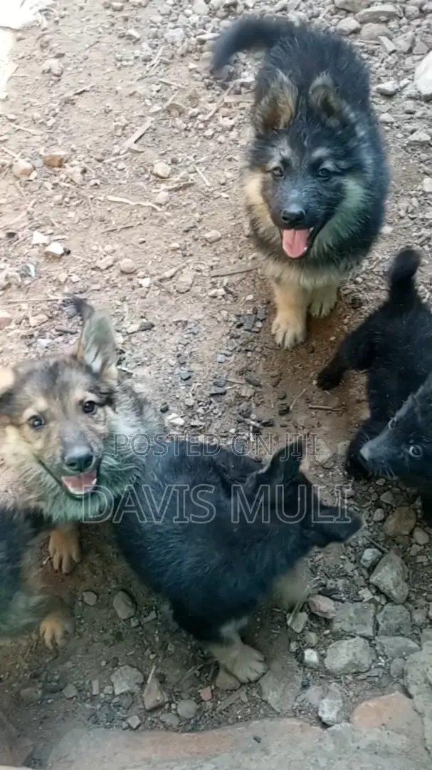 1-3 months Female Mixed Breed German Shepherd