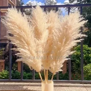 Big Pampas Grass