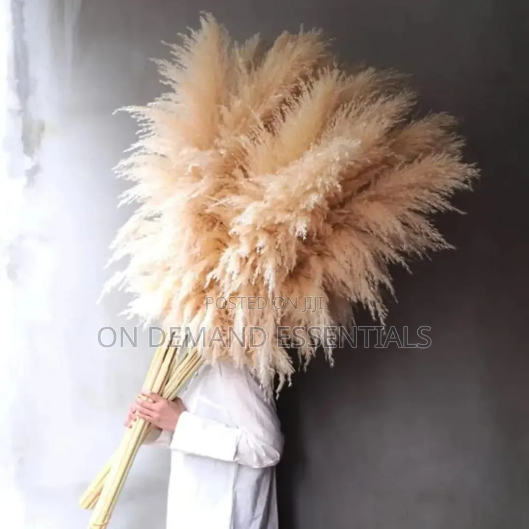 Big Pampas Grass