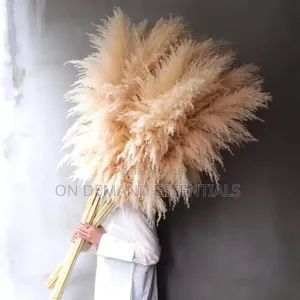Big Pampas Grass