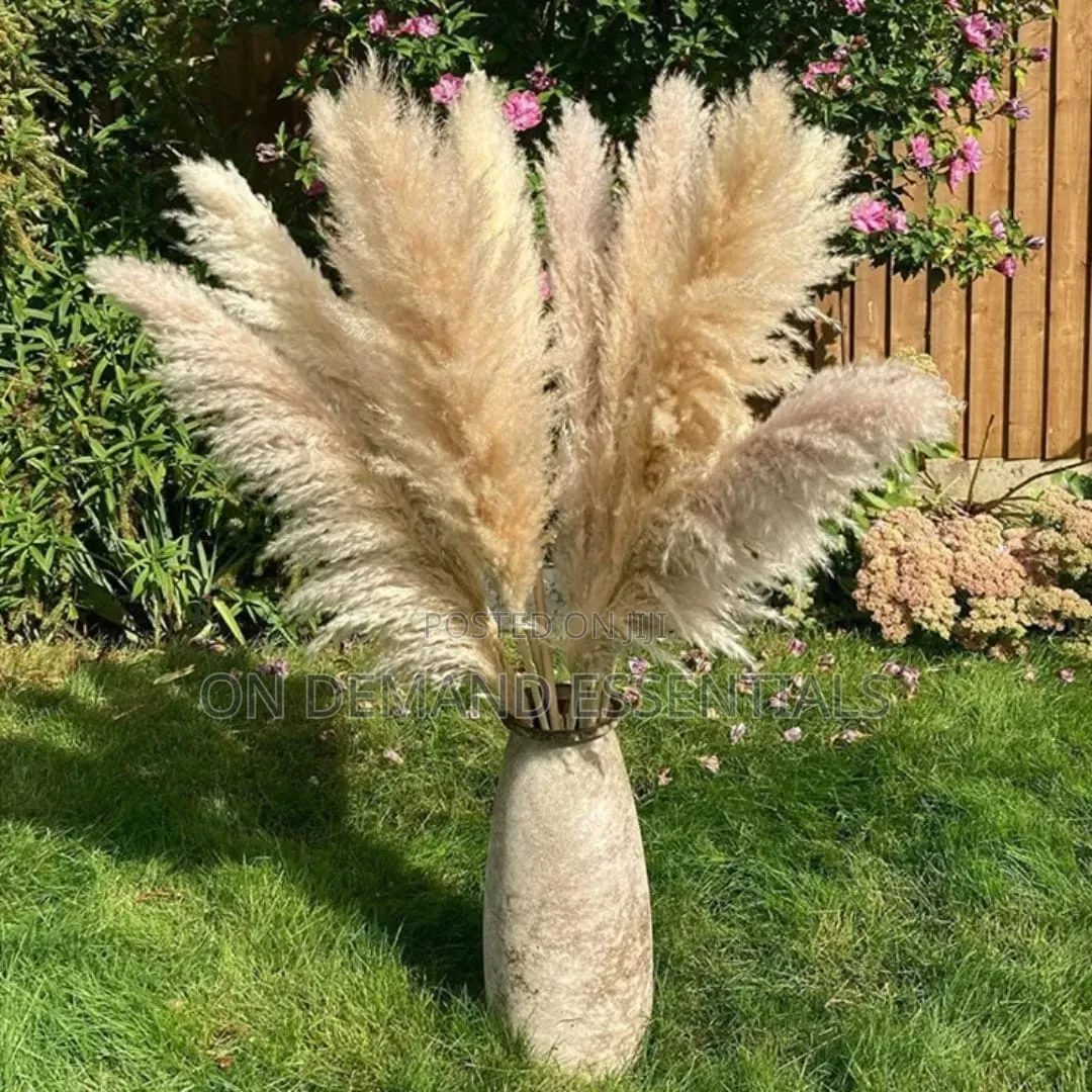 Big Pampas Grass