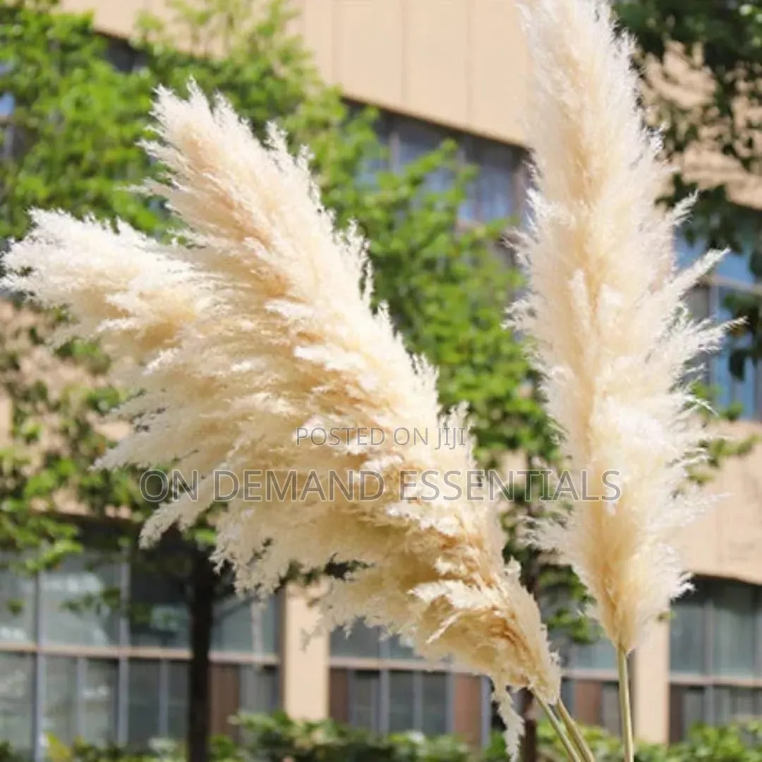 Big Pampas Grass