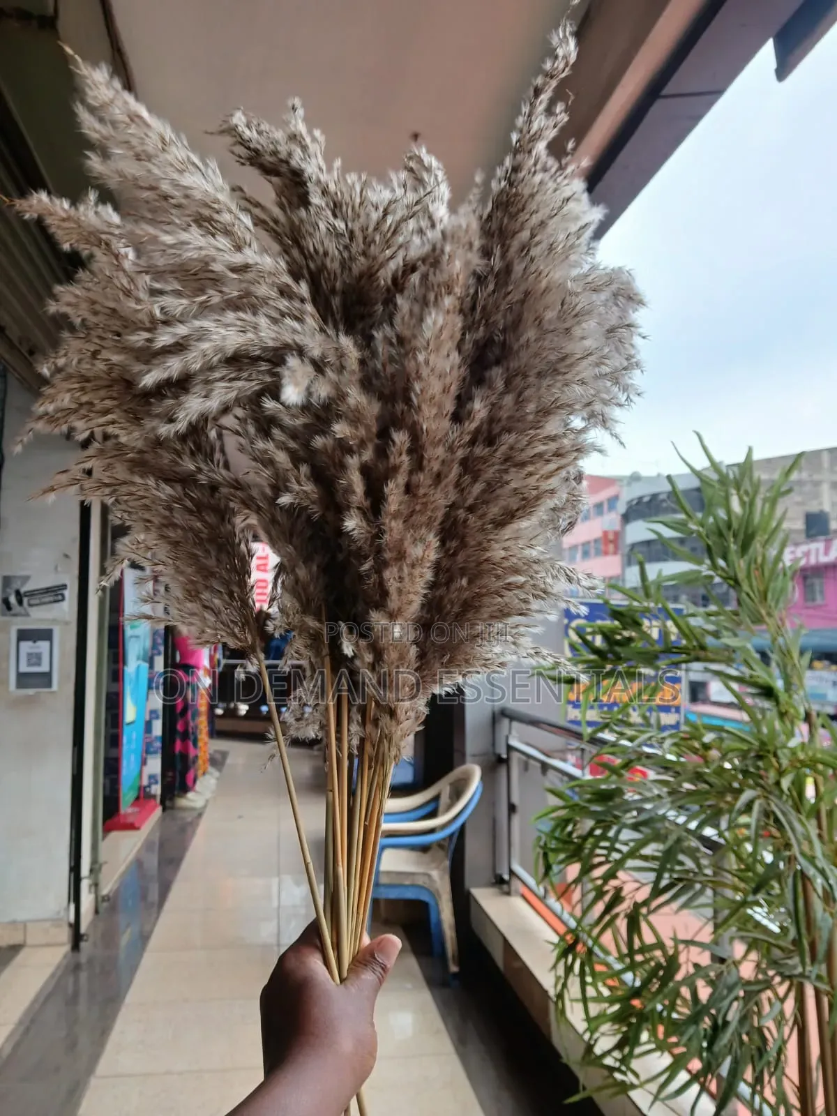 Dried Wild Mini Reed Pampas