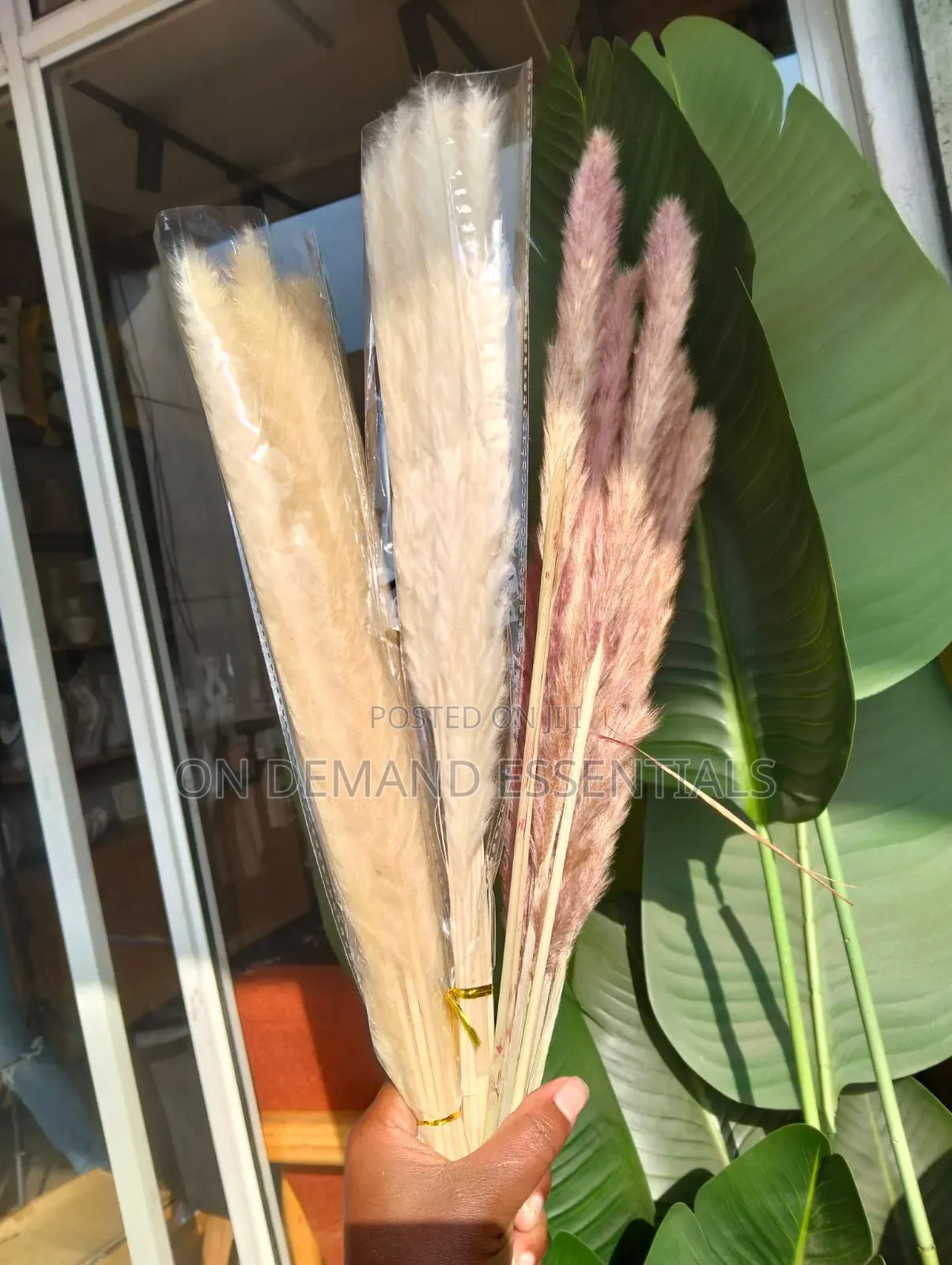 10pcs Dried Mini Pampas Grass
