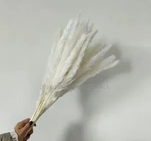 10pcs Dried Mini Pampas Grass