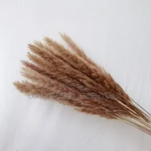 10pcs Dried Mini Pampas Grass