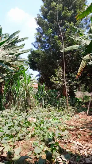 Thindigua/Kasarini- Commercial 1/2 Acre, Prime Location