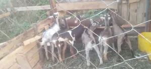 Milk Productive Goats