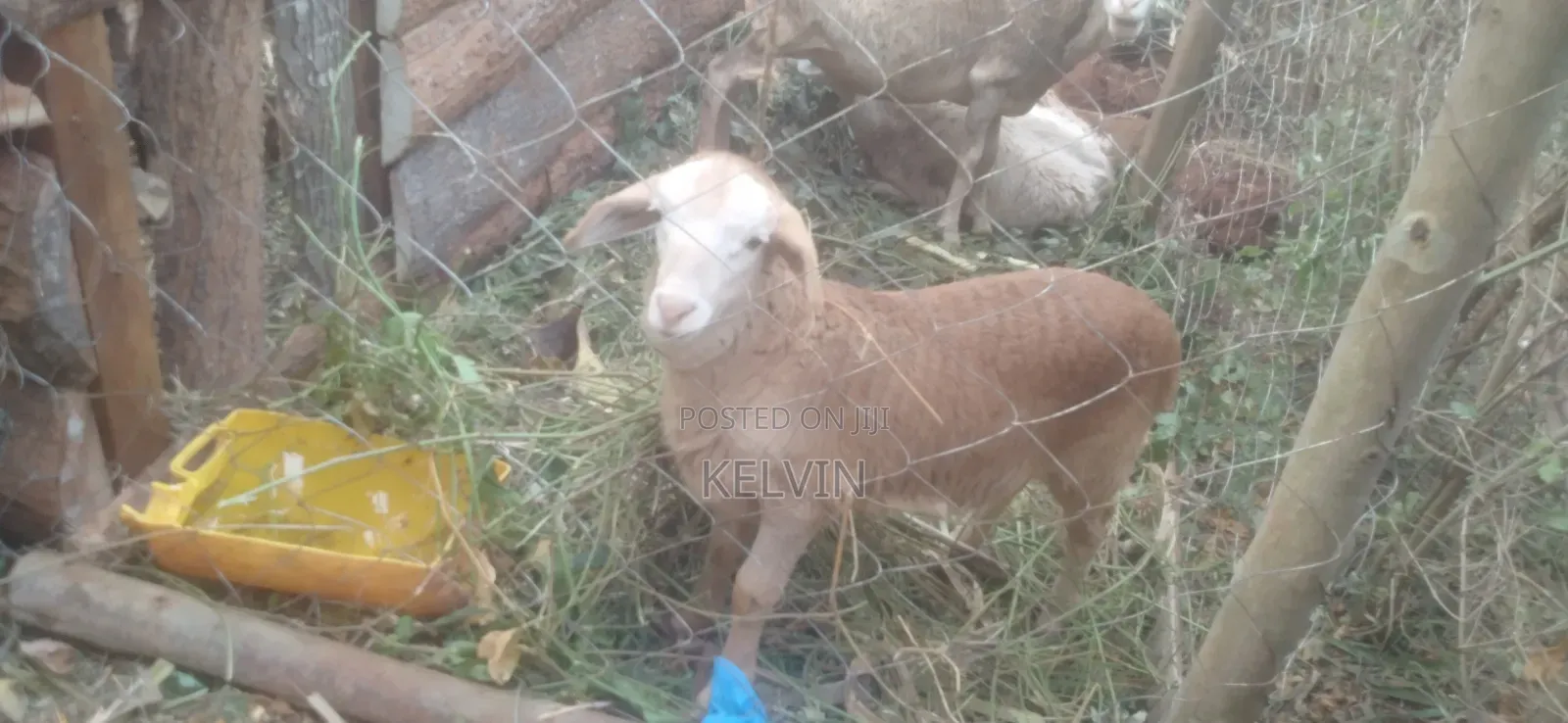 Sheep on Sale