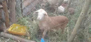 Sheep on Sale