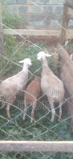 Sheep on Sale