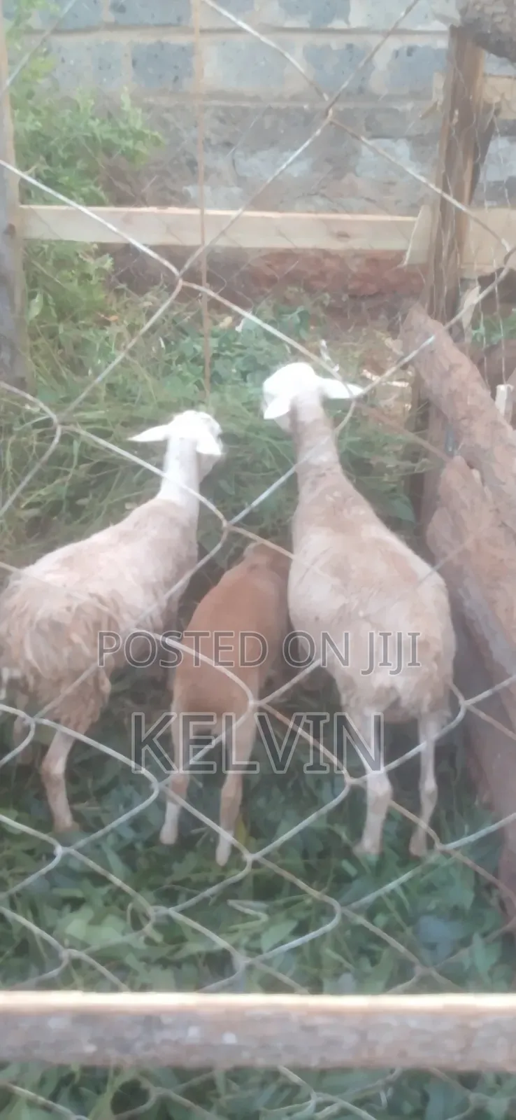 Sheep on Sale