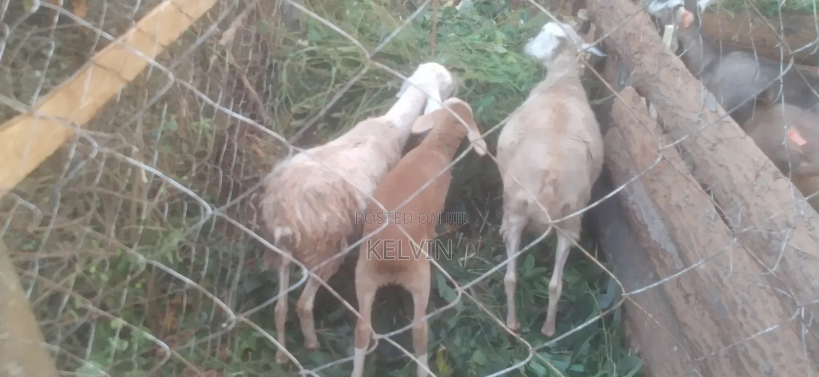 Sheep on Sale