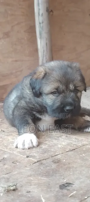 0-1 month Male Purebred Caucasian Shepherd