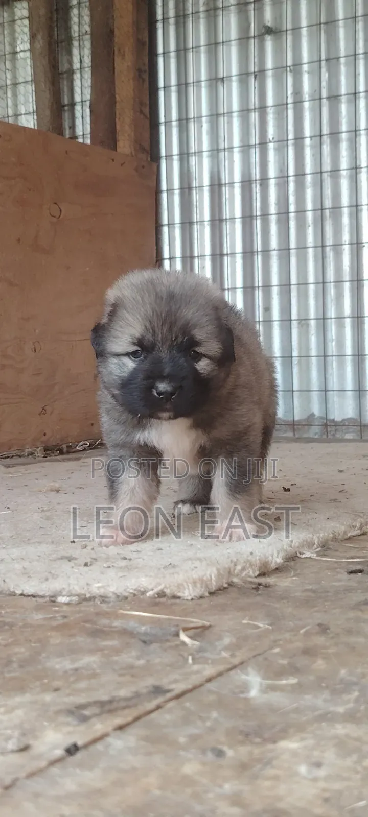 0-1 month Male Purebred Caucasian Shepherd