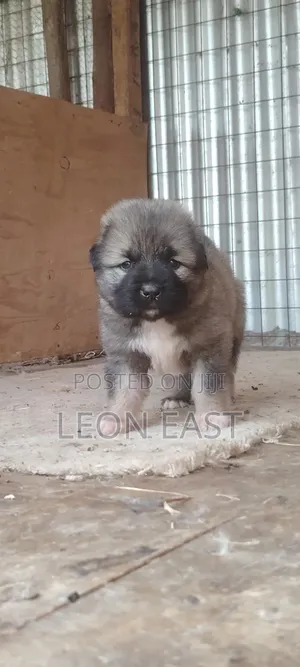 0-1 month Male Purebred Caucasian Shepherd