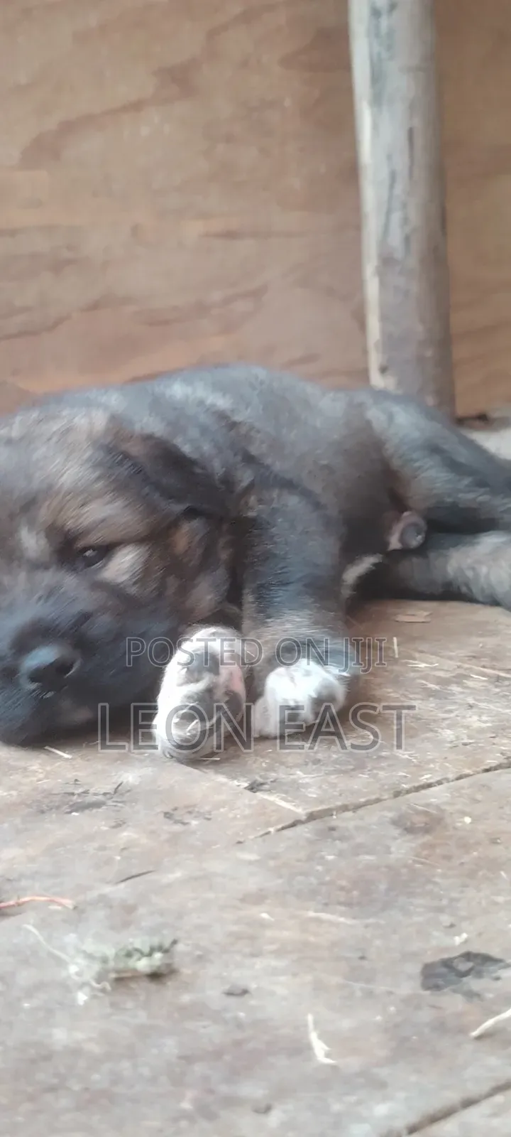 0-1 month Male Purebred Caucasian Shepherd