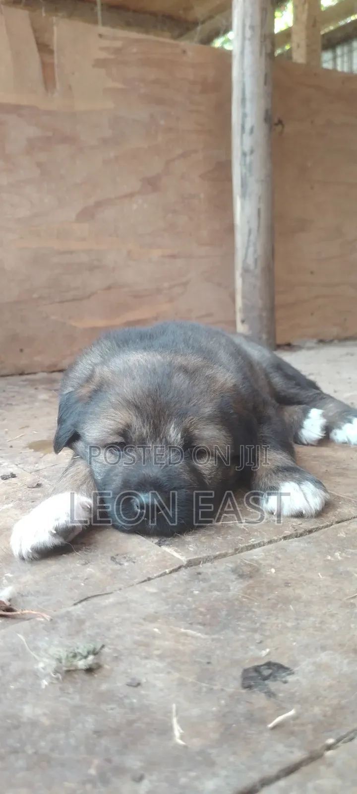 0-1 month Male Purebred Caucasian Shepherd