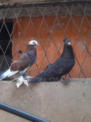Breading Pair