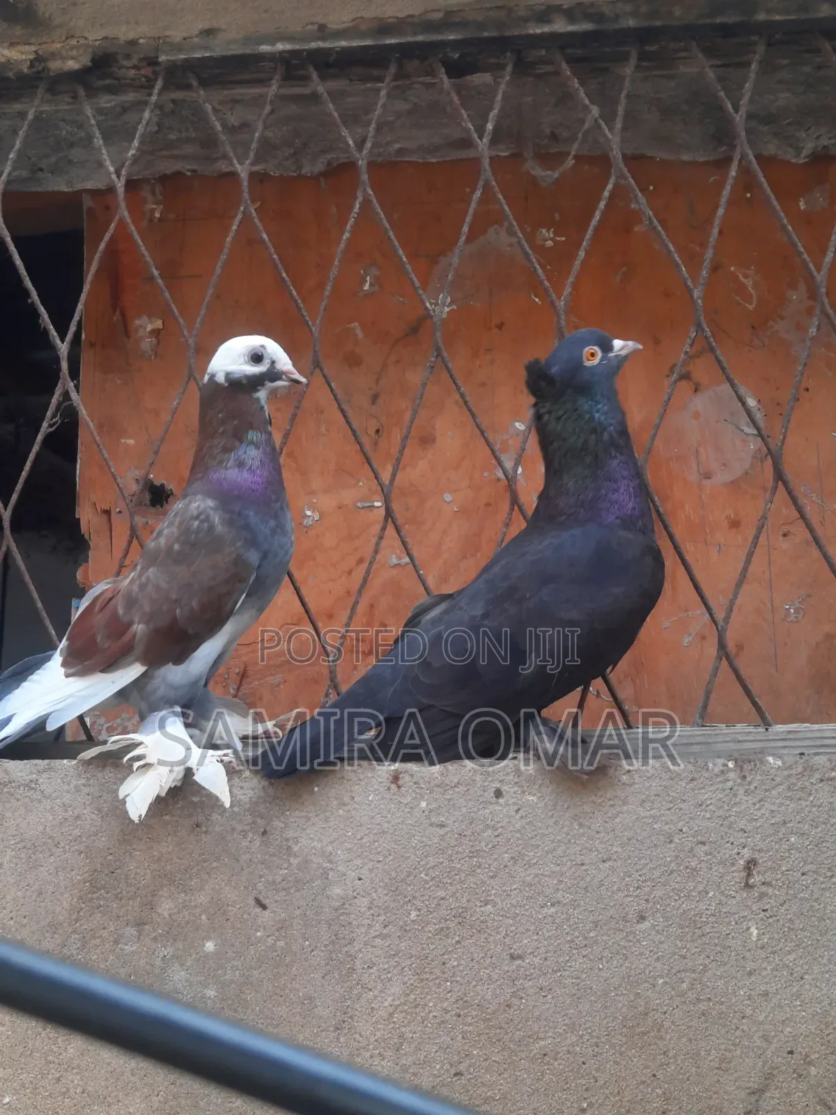Breading Pair