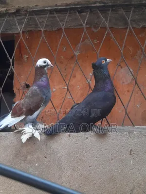 Breading Pair