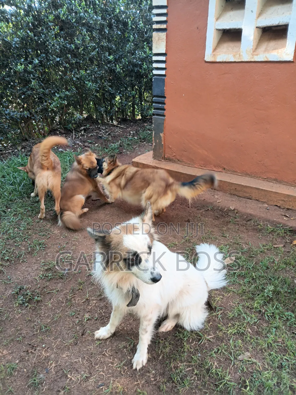 1+ year Male Mixed Breed Border Collie