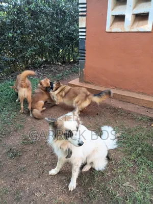 1+ year Male Mixed Breed Border Collie