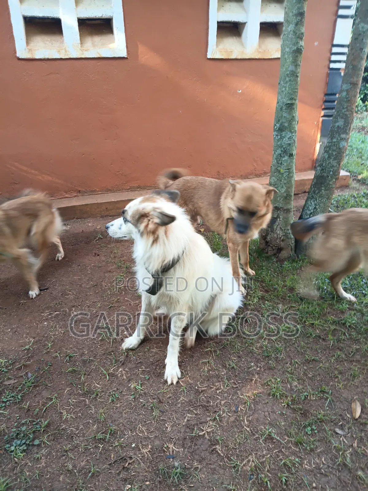 1+ year Male Mixed Breed Border Collie