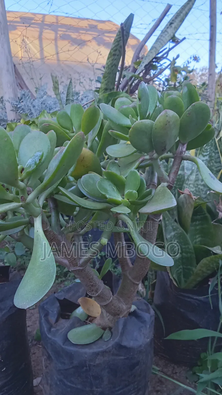 Little Ruby Plant