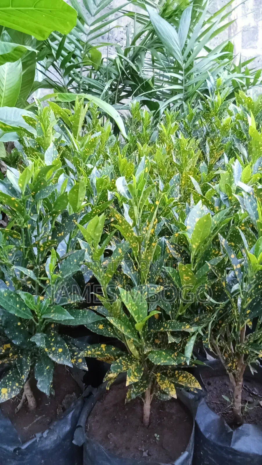 Little Ruby Plant