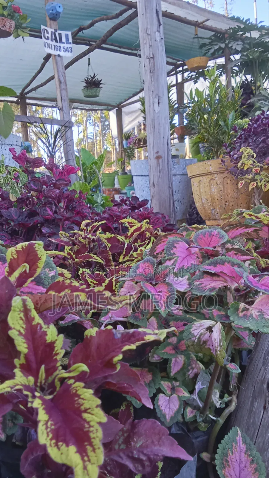 Little Ruby Plant