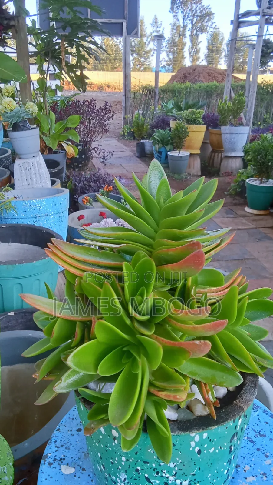 Little Ruby Plant