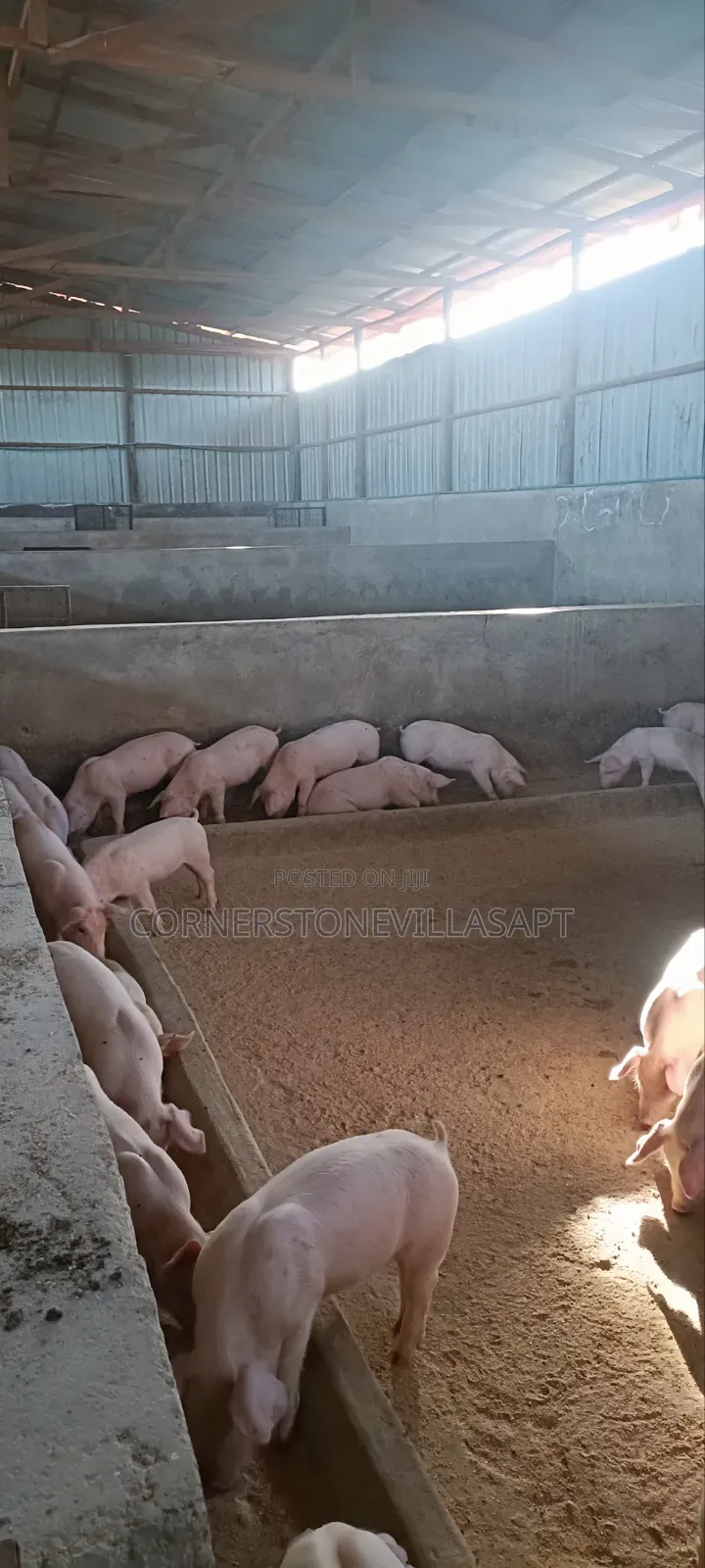 Farm for Sale