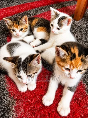 1-3 months Male Mixed Breed Persian