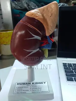 Human Kidney Model