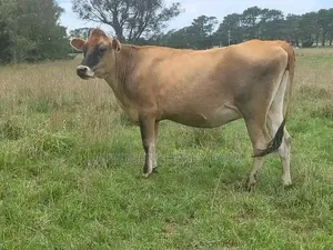 Jersey Heifers