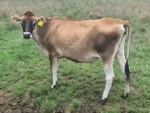Jersey Heifers