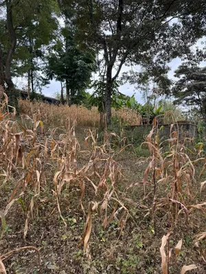 Distress Sale! Prime Half Acre in Olkeri, Ngong at Kes 9.7M