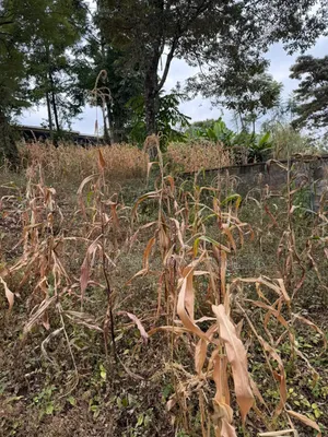 Distress Sale!Prime 0.21HA (Big Half Acre)in Olkeri, Ngong at Kes 9.2M