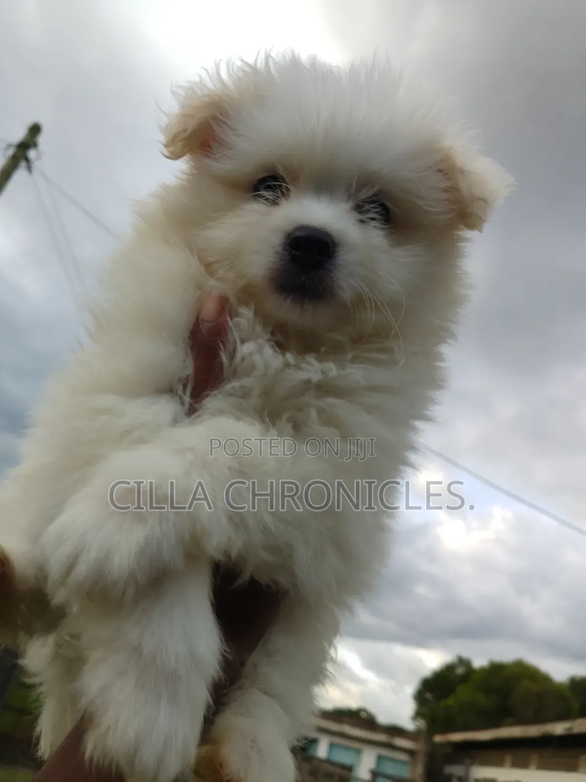 1-3 months Female Purebred Maltese