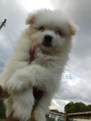1-3 months Female Purebred Maltese