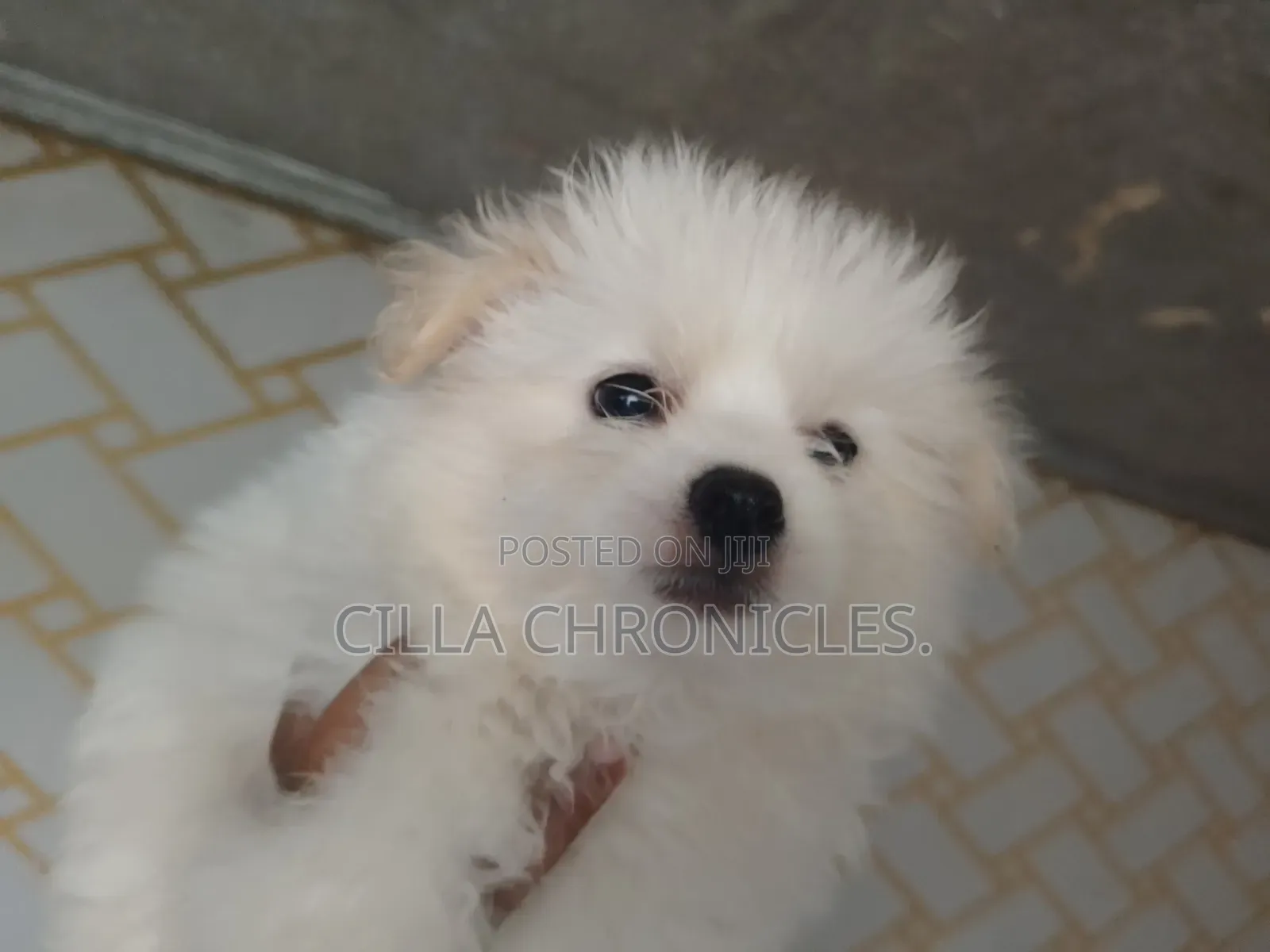 1-3 months Female Purebred Maltese