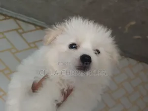 1-3 months Female Purebred Maltese