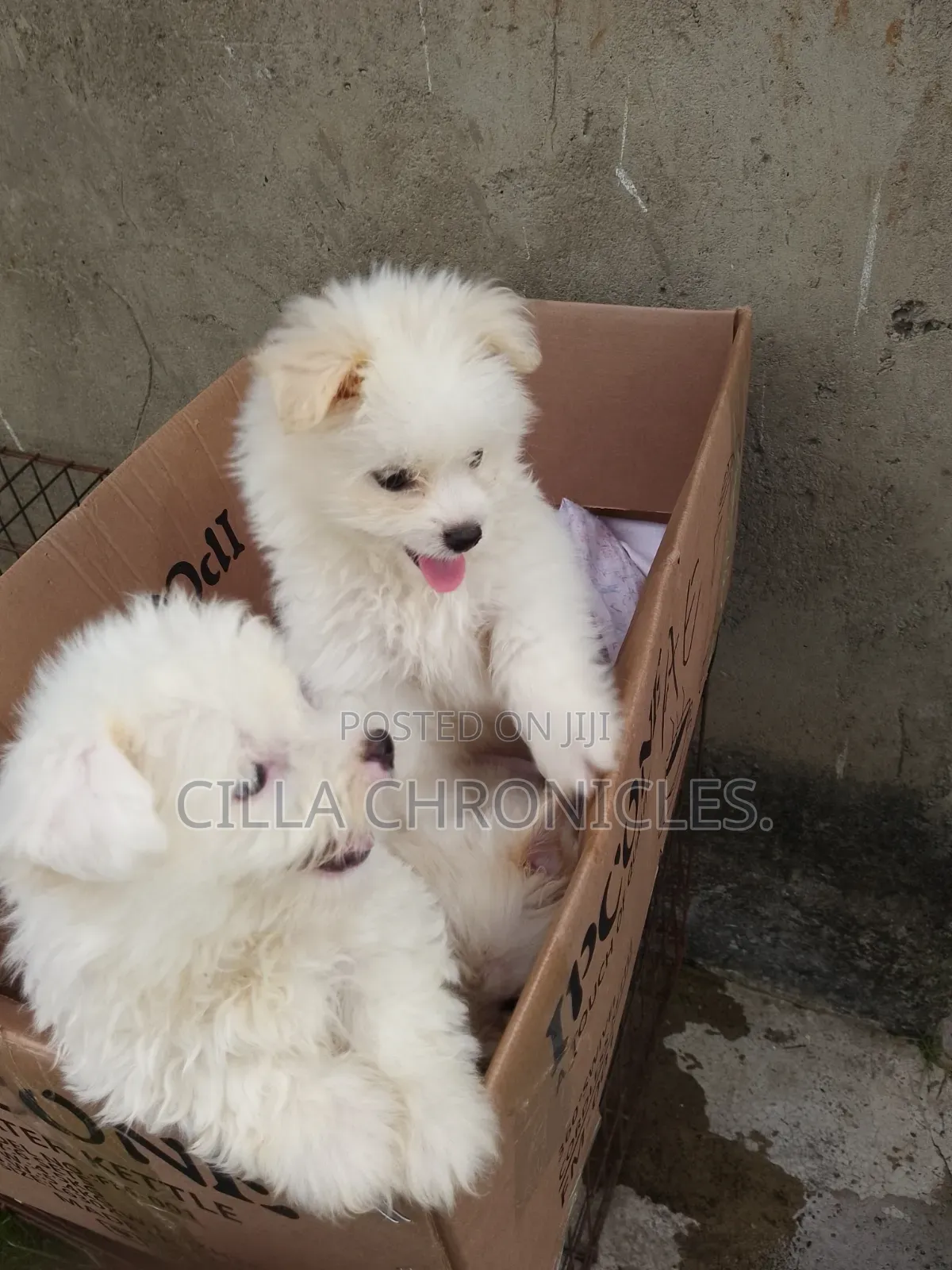 1-3 months Female Purebred Maltese