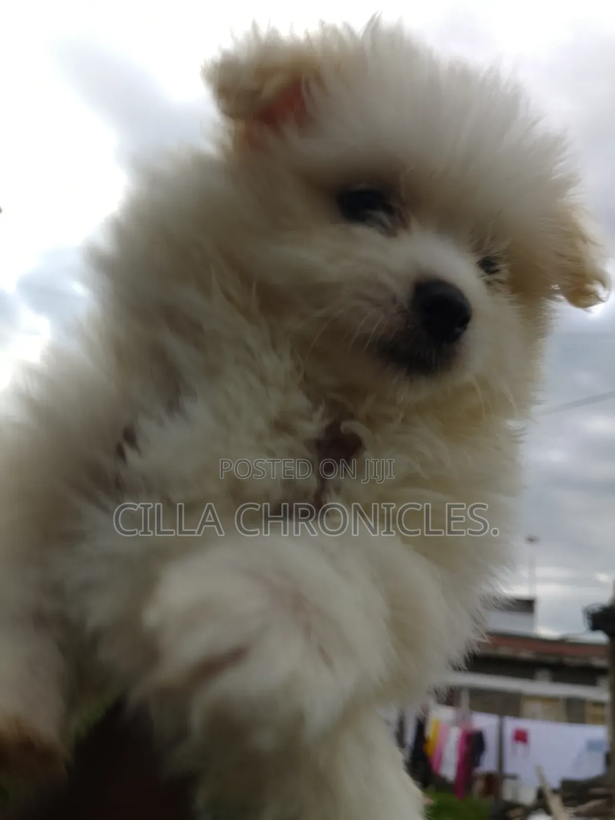 1-3 months Female Purebred Maltese