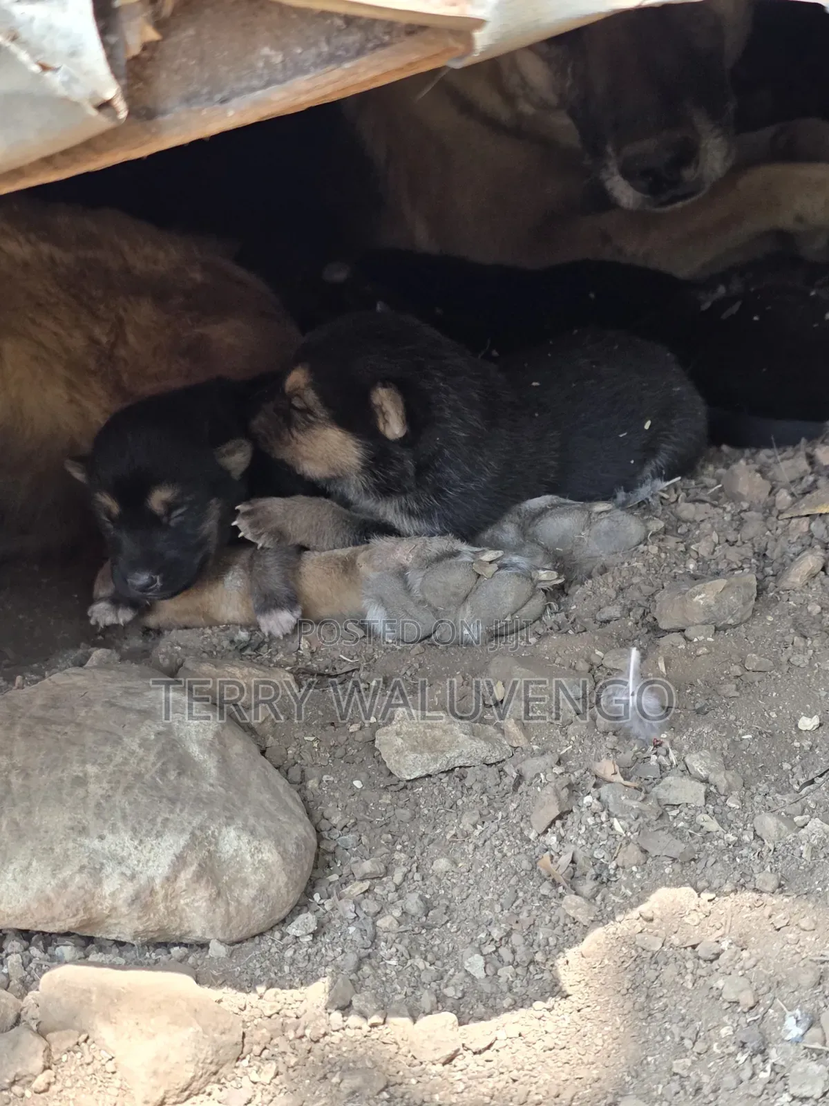 0-1 month Male Mixed Breed German Shepherd