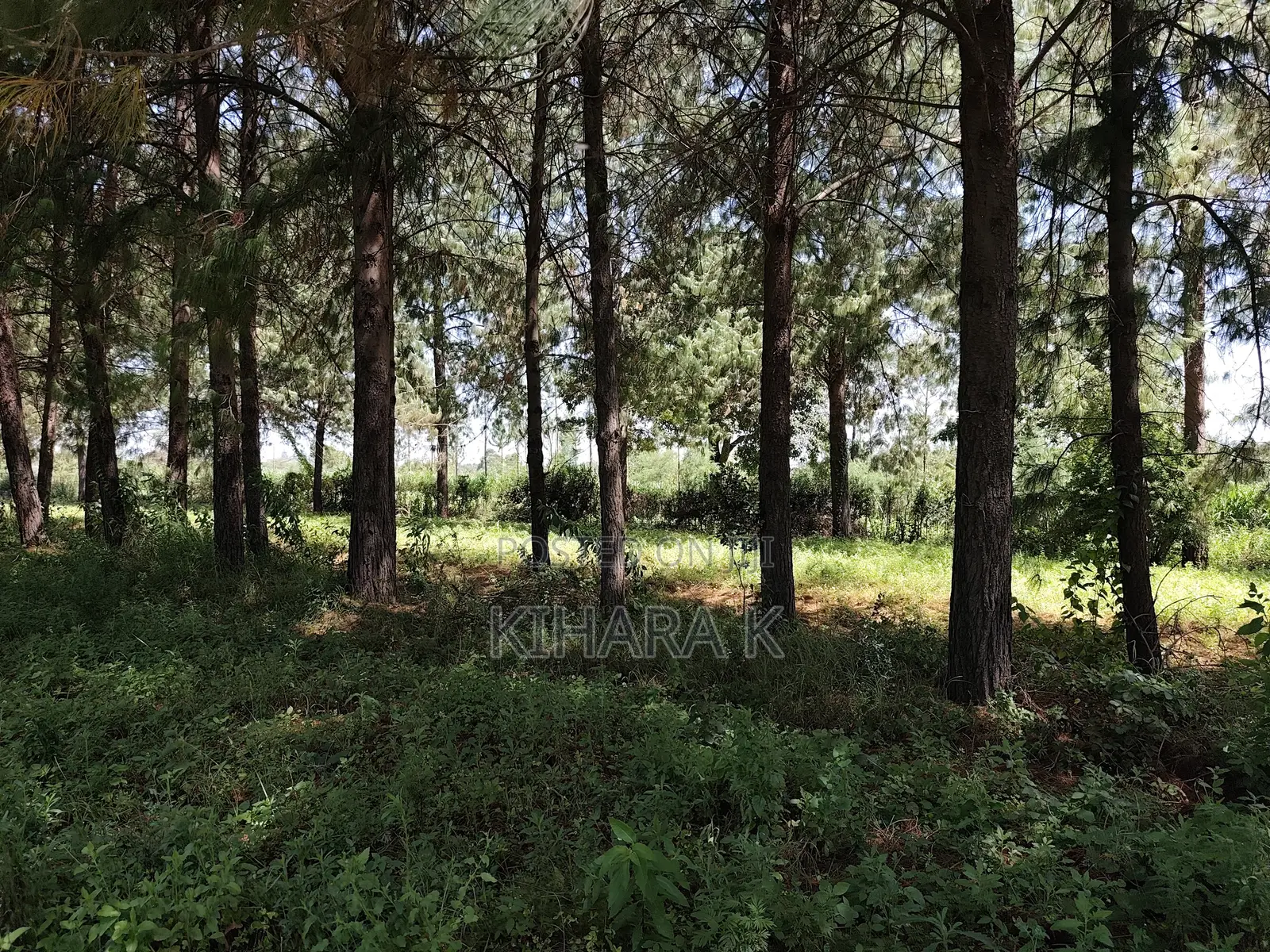4.6 Acre Riverfront Land for Sale in Nanyuki